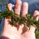 Image of Richardson's pondweed