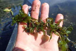 Image of Richardson's pondweed