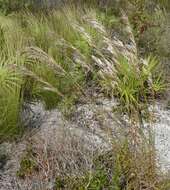 Plancia ëd Andropogon floridanus Scribn.