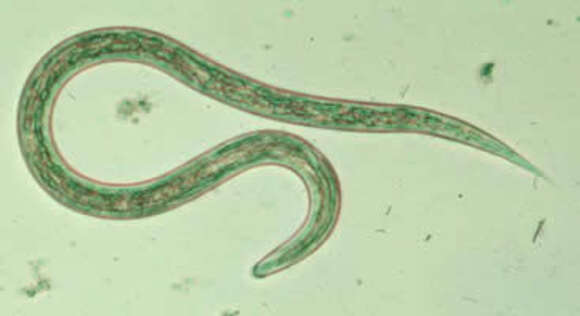 Image of Ancylostoma duodenale