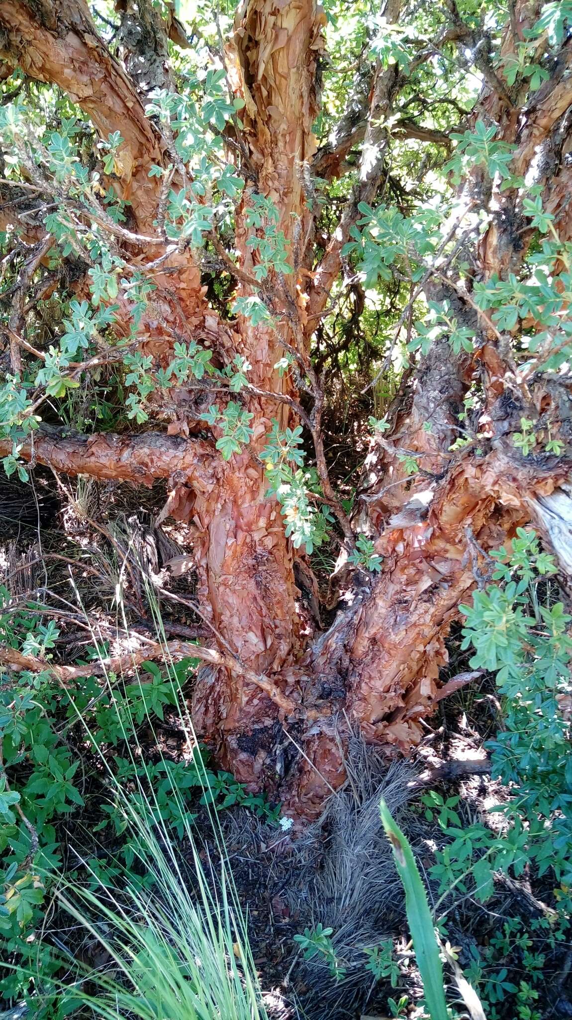 Image of Polylepis australis Bitter