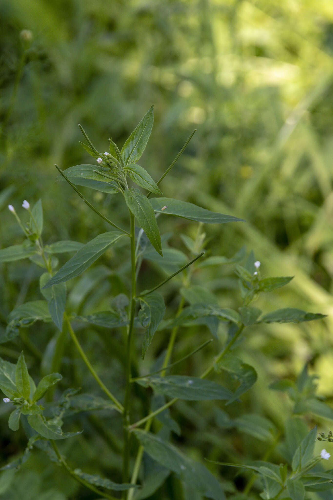 Слика од Epilobium ciliatum subsp. ciliatum