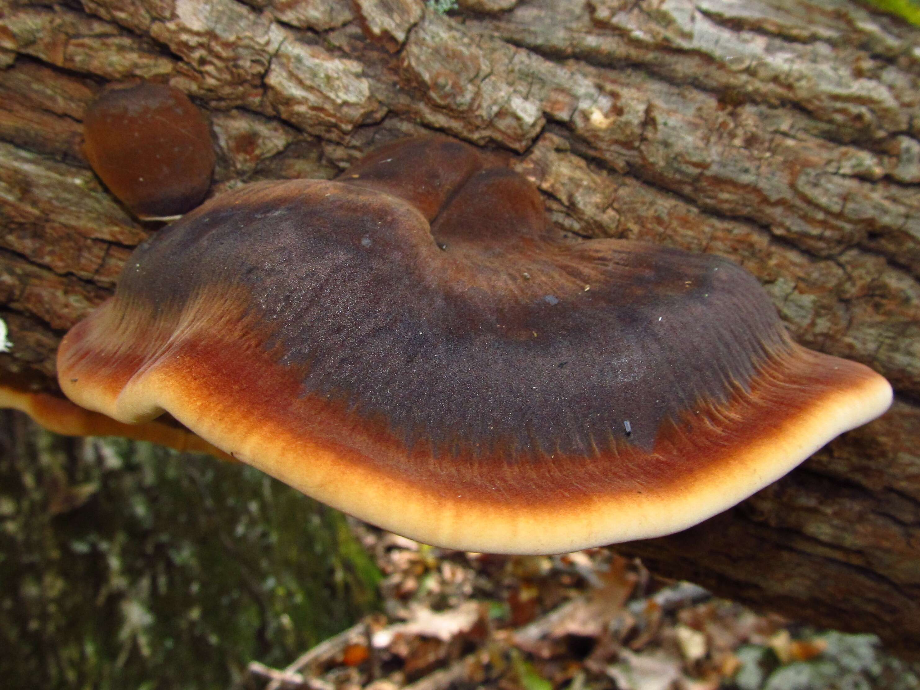 Image of Late fall polypore