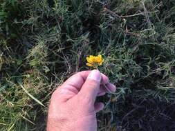 Image of Coreopsis paludosa M. E. Jones