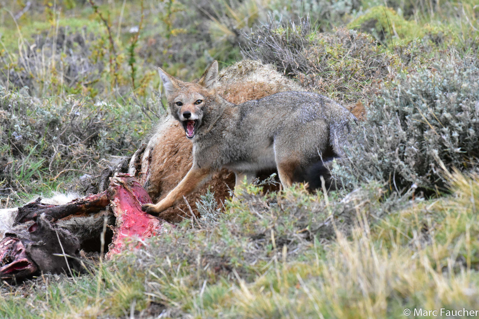 Image de Renard Gris