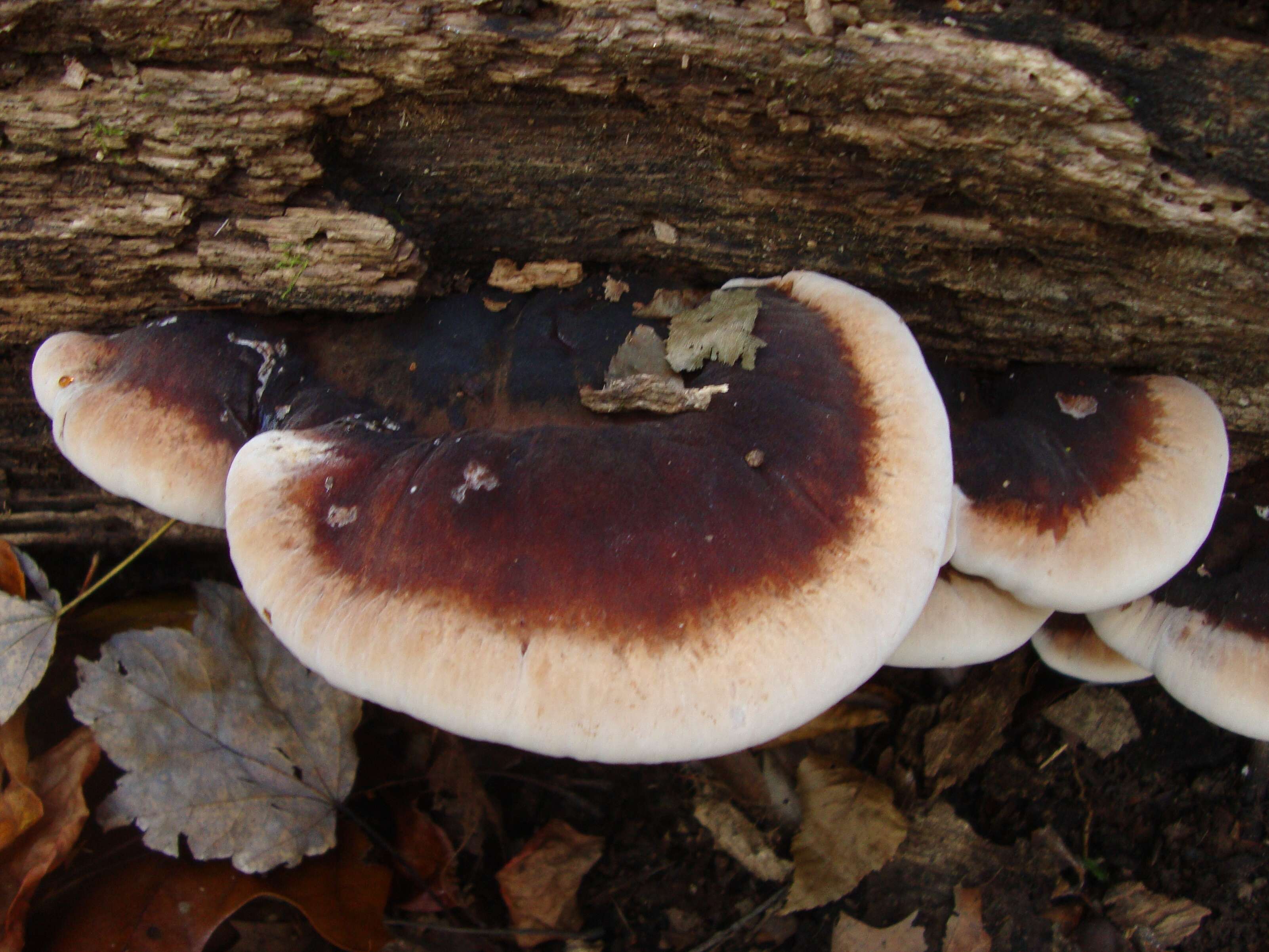 Image of Late fall polypore