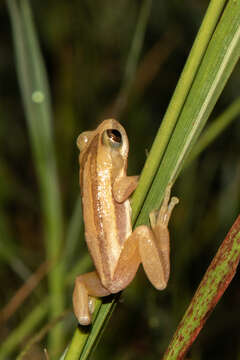 Image of De Witte's spiny reed frog