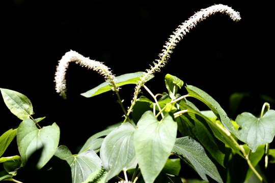 Image of lizard's tail