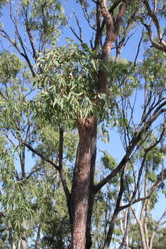 Corymbia erythrophloia (Blakely) K. D. Hill & L. A. S. Johnson resmi