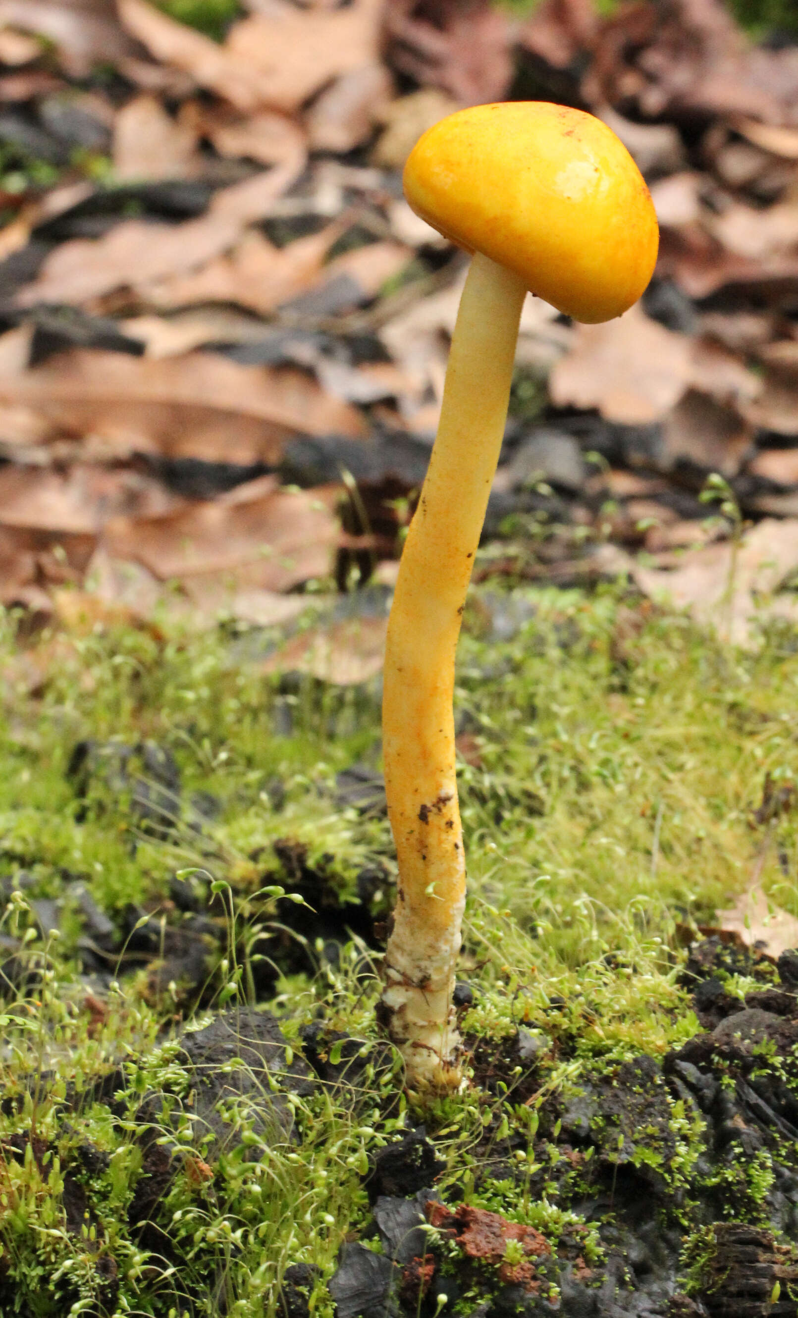 Image of Pulveroboletus curtisii (Berk.) Singer 1947