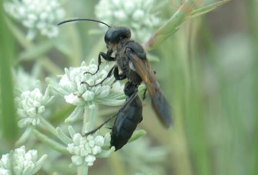 صورة Sphex leuconotus Brullé 1833