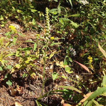 Image of Yellow nodding lady's tresses