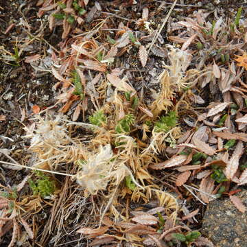 Image of viscid locoweed