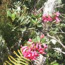 صورة Rhododendron rugosum Low ex Hook. fil.