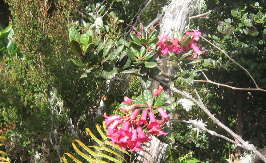 صورة Rhododendron rugosum Low ex Hook. fil.