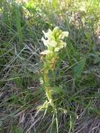 Image of Lousewort