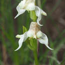 Image of Disperis wealei Rchb. fil.