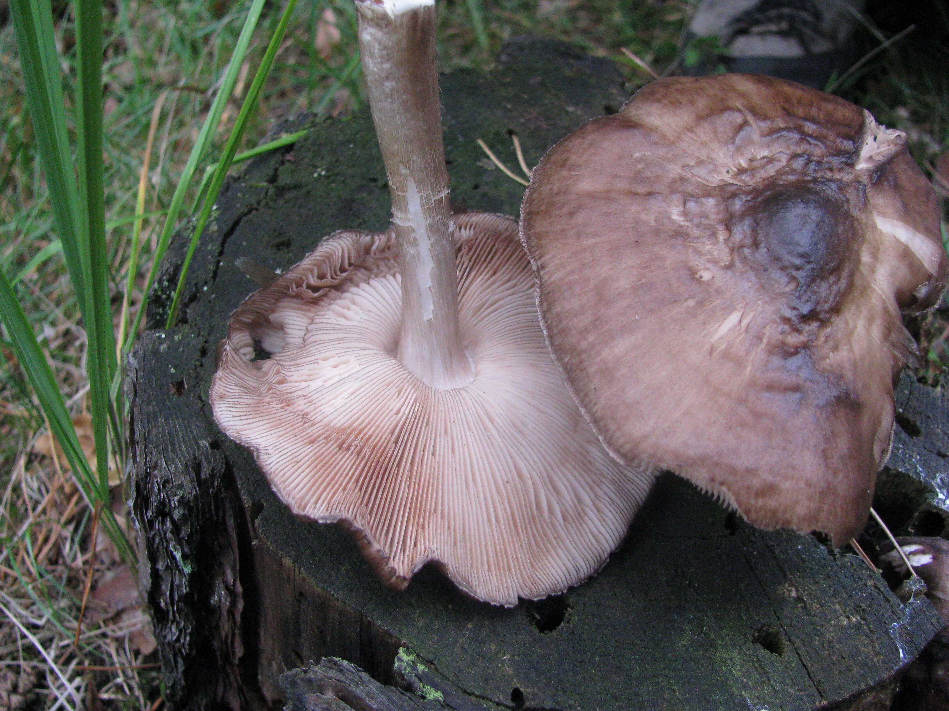 Image of Pluteus