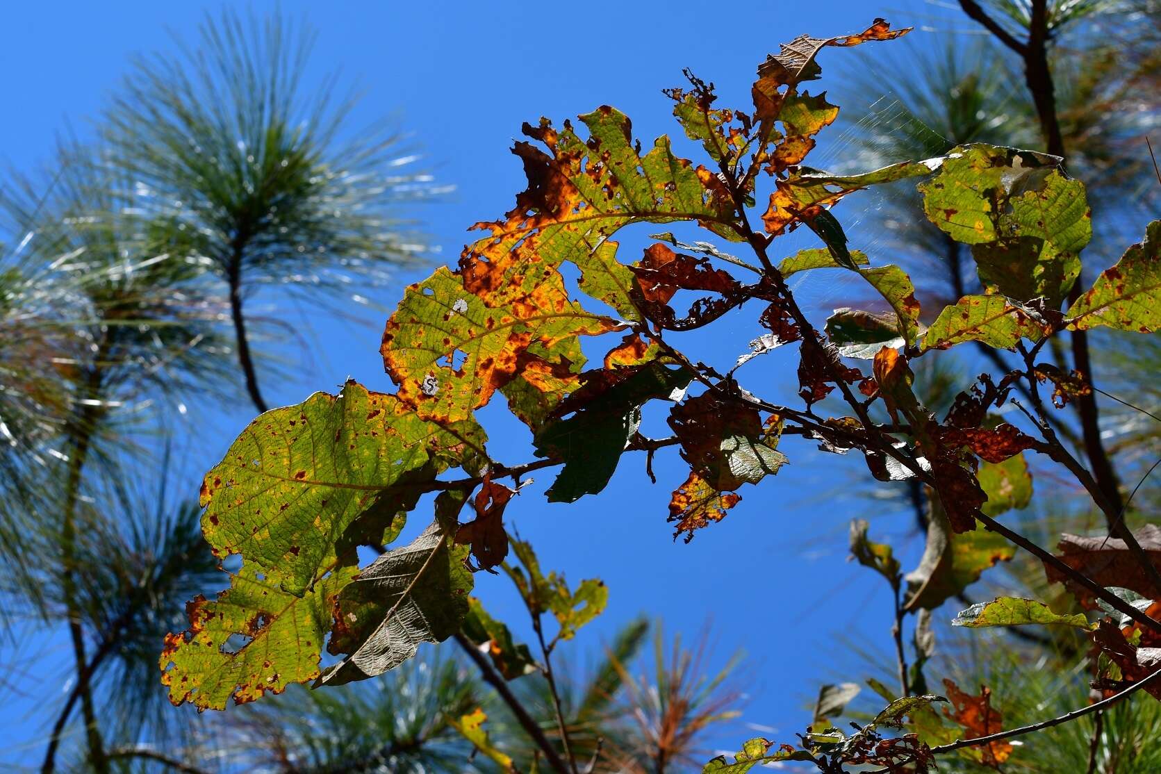 Слика од Quercus segoviensis Liebm.