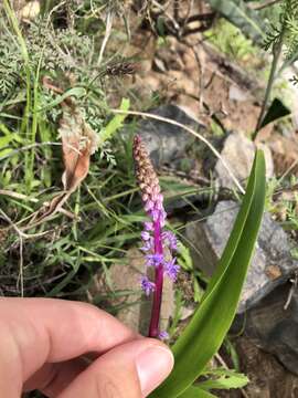 Image de Scilla haemorrhoidalis Webb & Berthel.