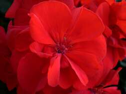 Imagem de Pelargonium hortorum Bailey