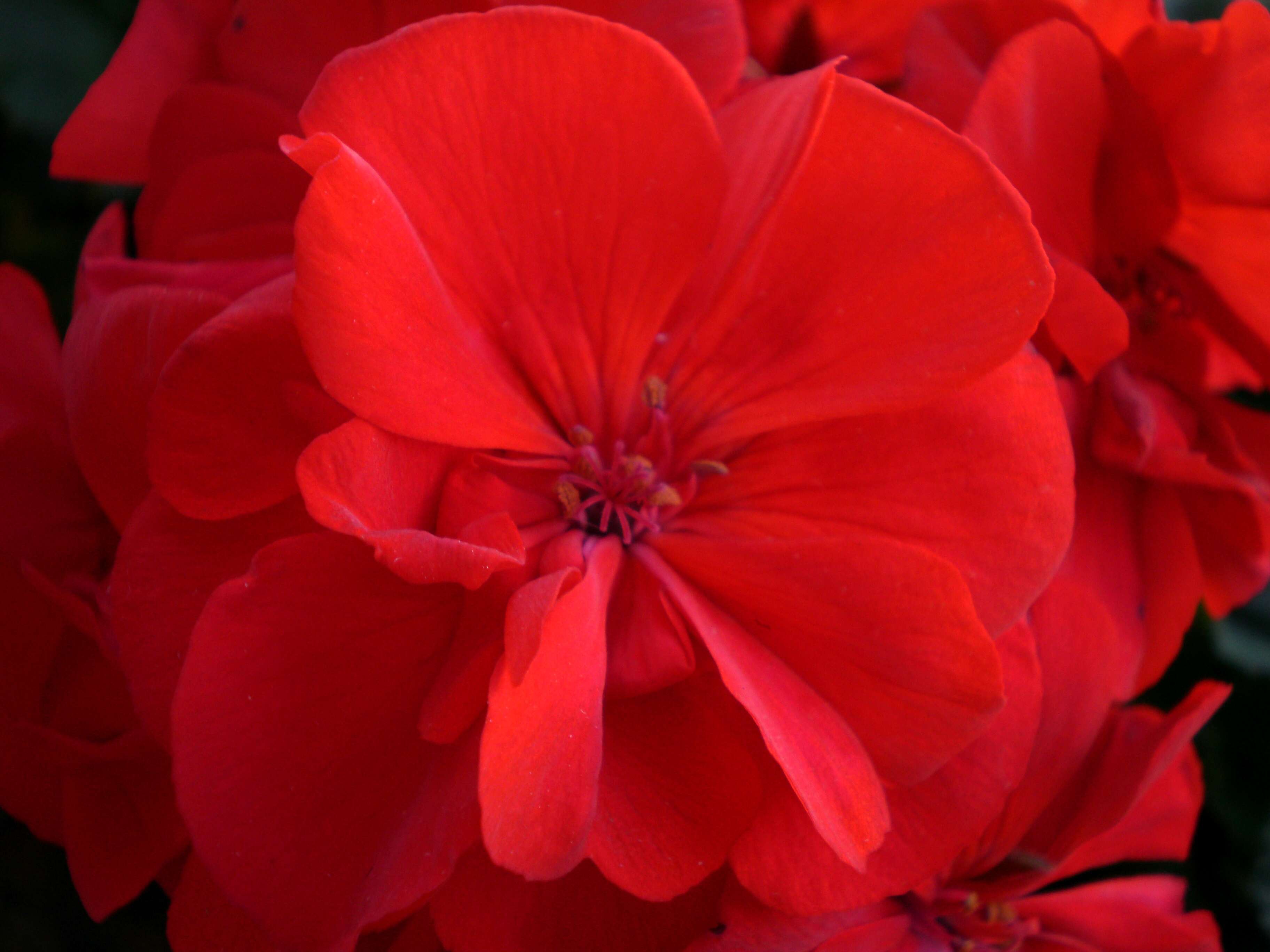 Imagem de Pelargonium hortorum Bailey