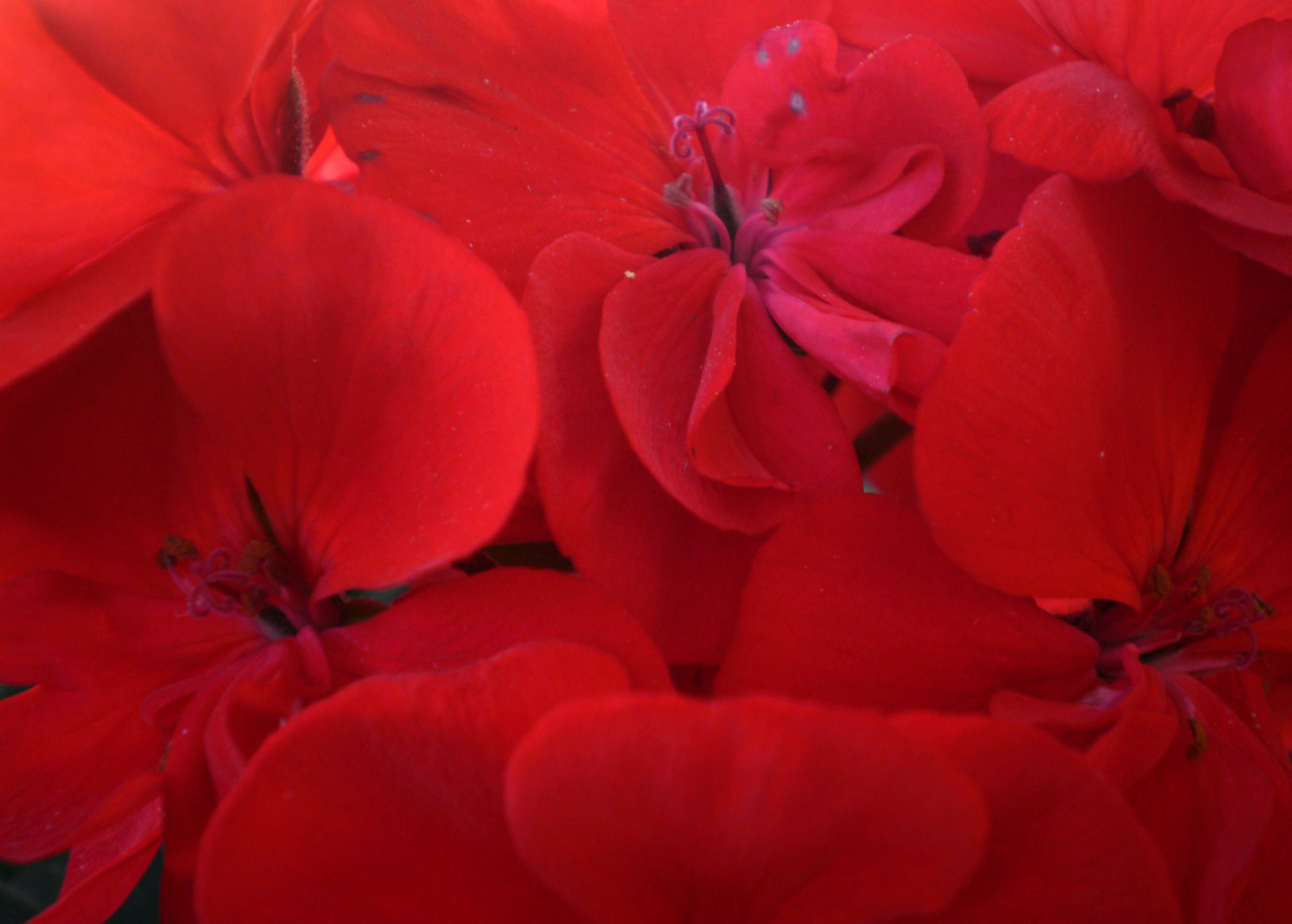 Imagem de Pelargonium hortorum Bailey