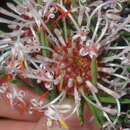 Imagem de Isopogon asper R. Br.