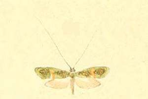 Image of Nemophora dumerilella