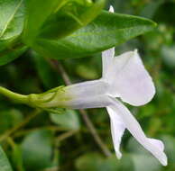 Image of Vinca difformis Pourr.