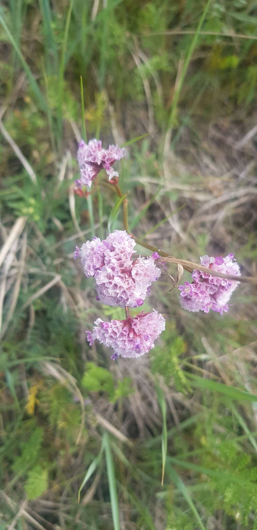 Limonium flexuosum (L.) Kuntze resmi