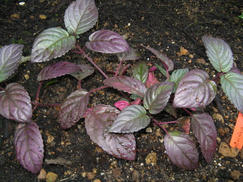 Image of redivy