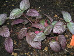 Plancia ëd Strobilanthes alternata (Burm. fil.) Moylan ex J. R. I. Wood