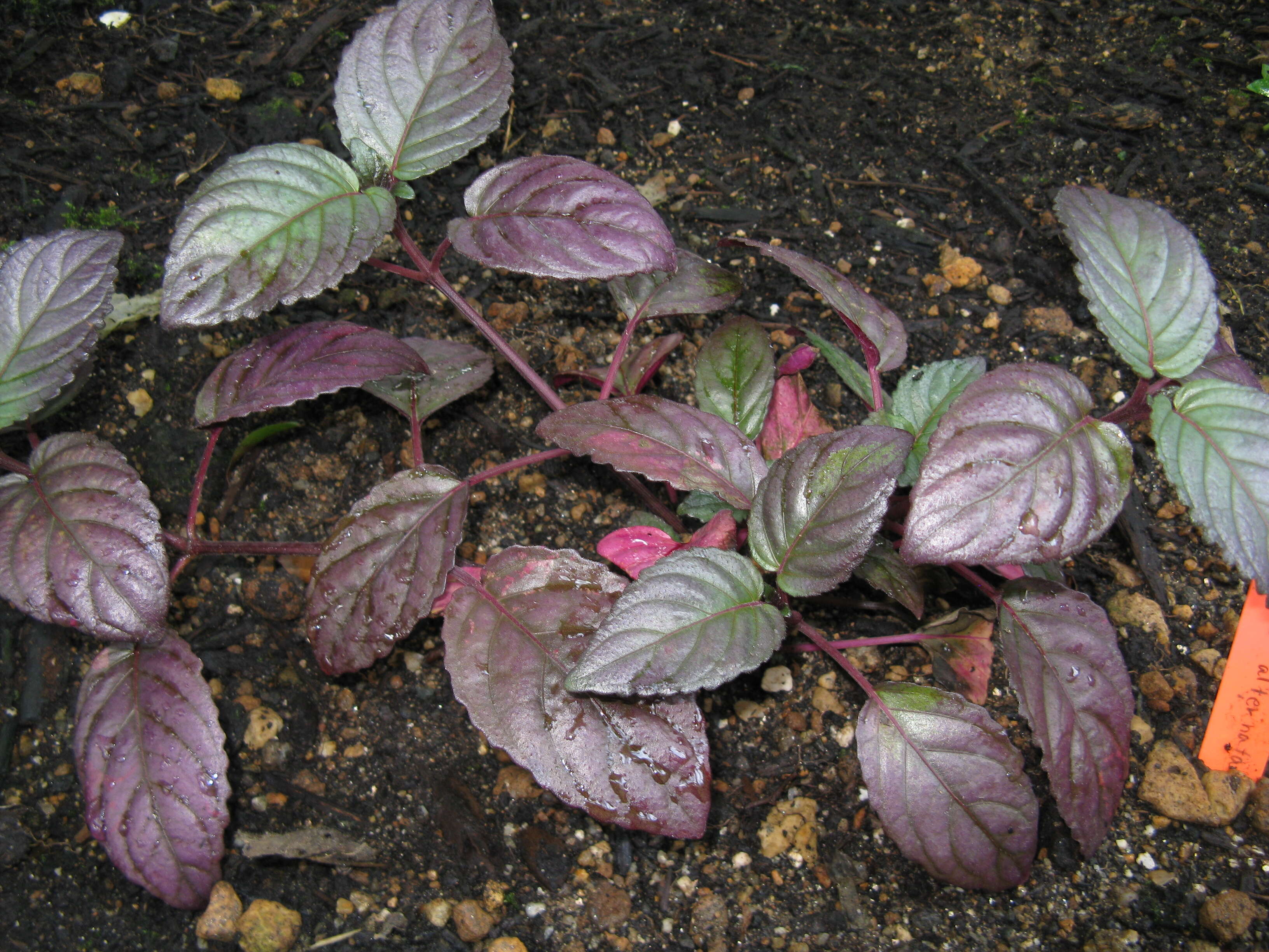 Plancia ëd Strobilanthes alternata (Burm. fil.) Moylan ex J. R. I. Wood