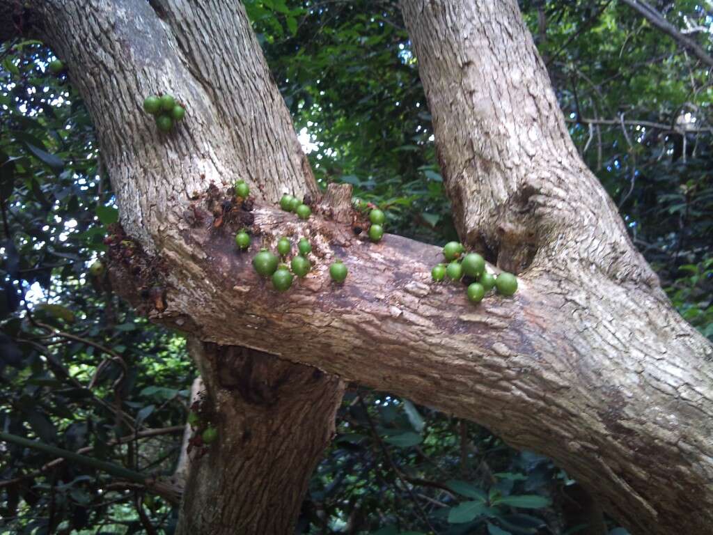 Imagem de Halleria lucida L.