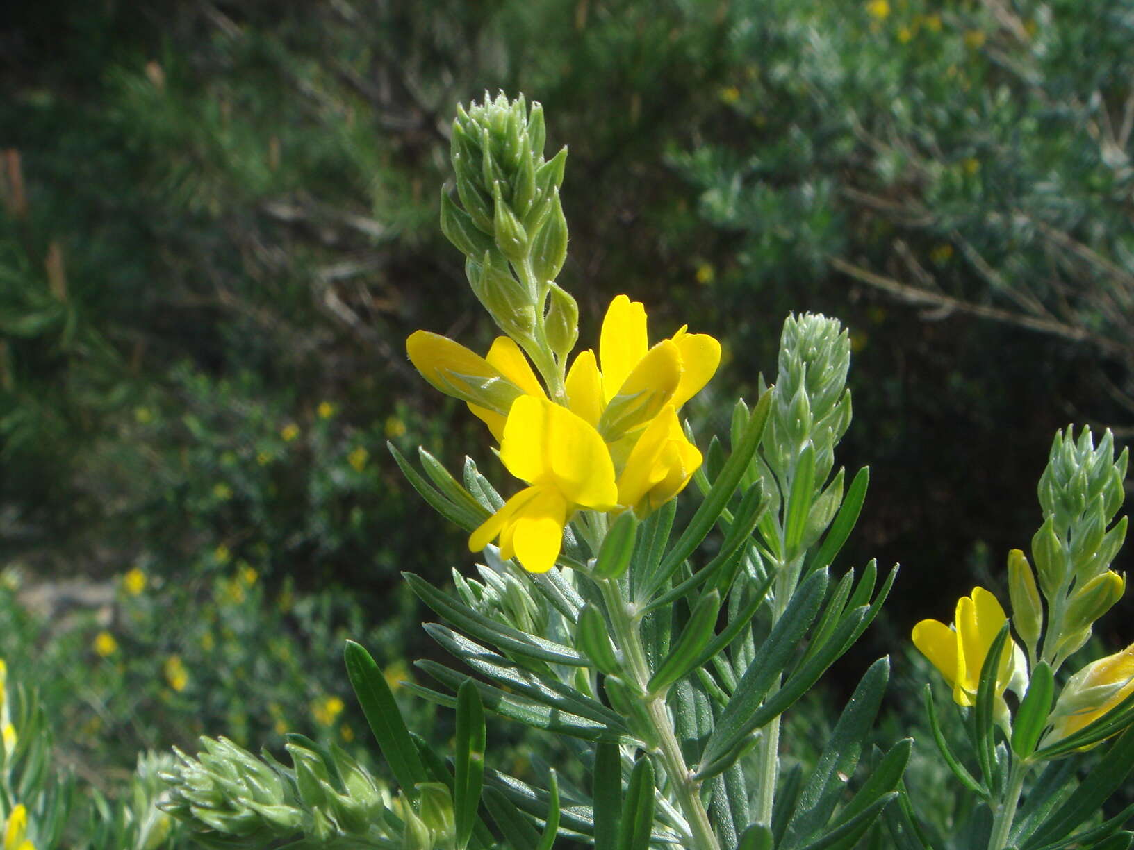 صورة Genista linifolia L.