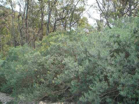 صورة Genista linifolia L.