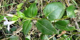 Image of Vinca difformis Pourr.