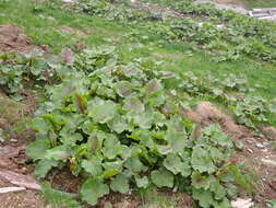 Image of Munk's rhubarb