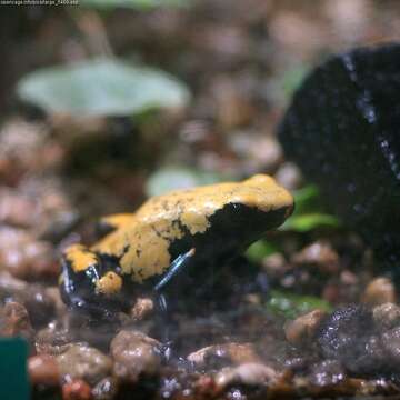 Image of Splashback Poison Frog