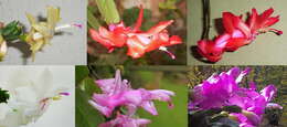 Image of schlumbergera