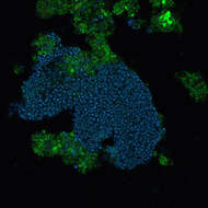 Imagem de Betaproteobacteria