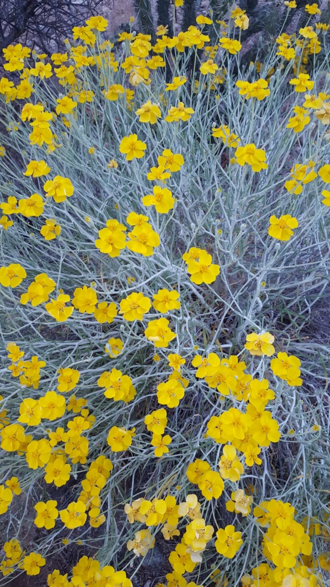 Image of Cooper's paper daisy