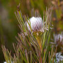 Imagem de Serruria phylicoides (Berg.) R. Br.