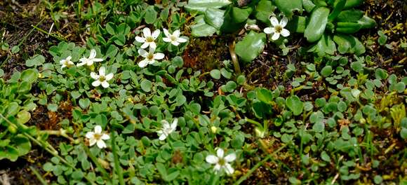 Image of Limosella vesiculosa O. M. Hilliard & B. L. Burtt