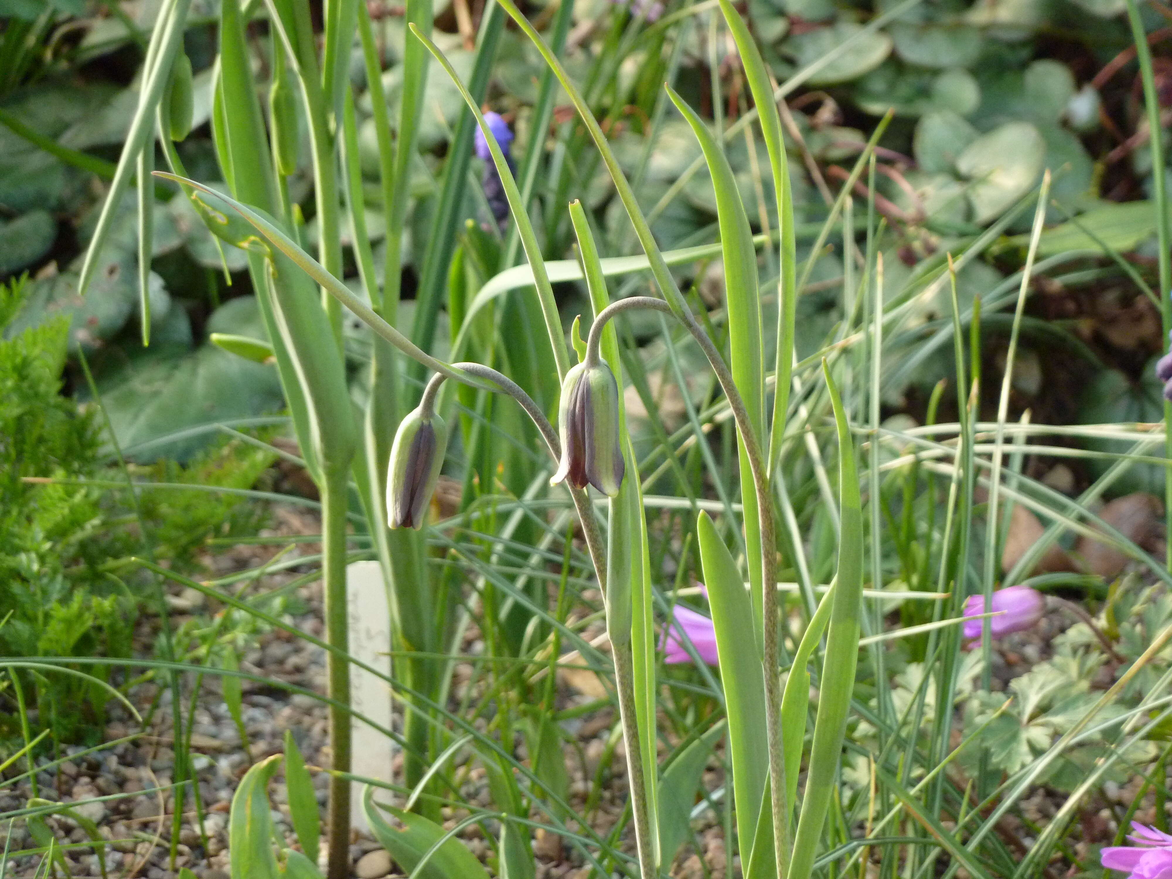 Image of Fritillaria sinica S. C. Chen