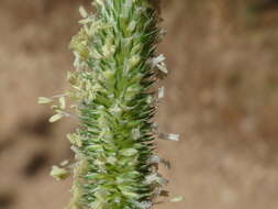 Image of Phleum bertolonii DC.