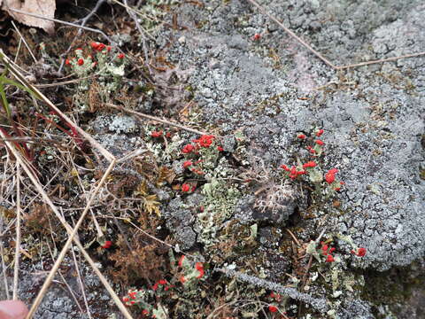 Image of cup lichen