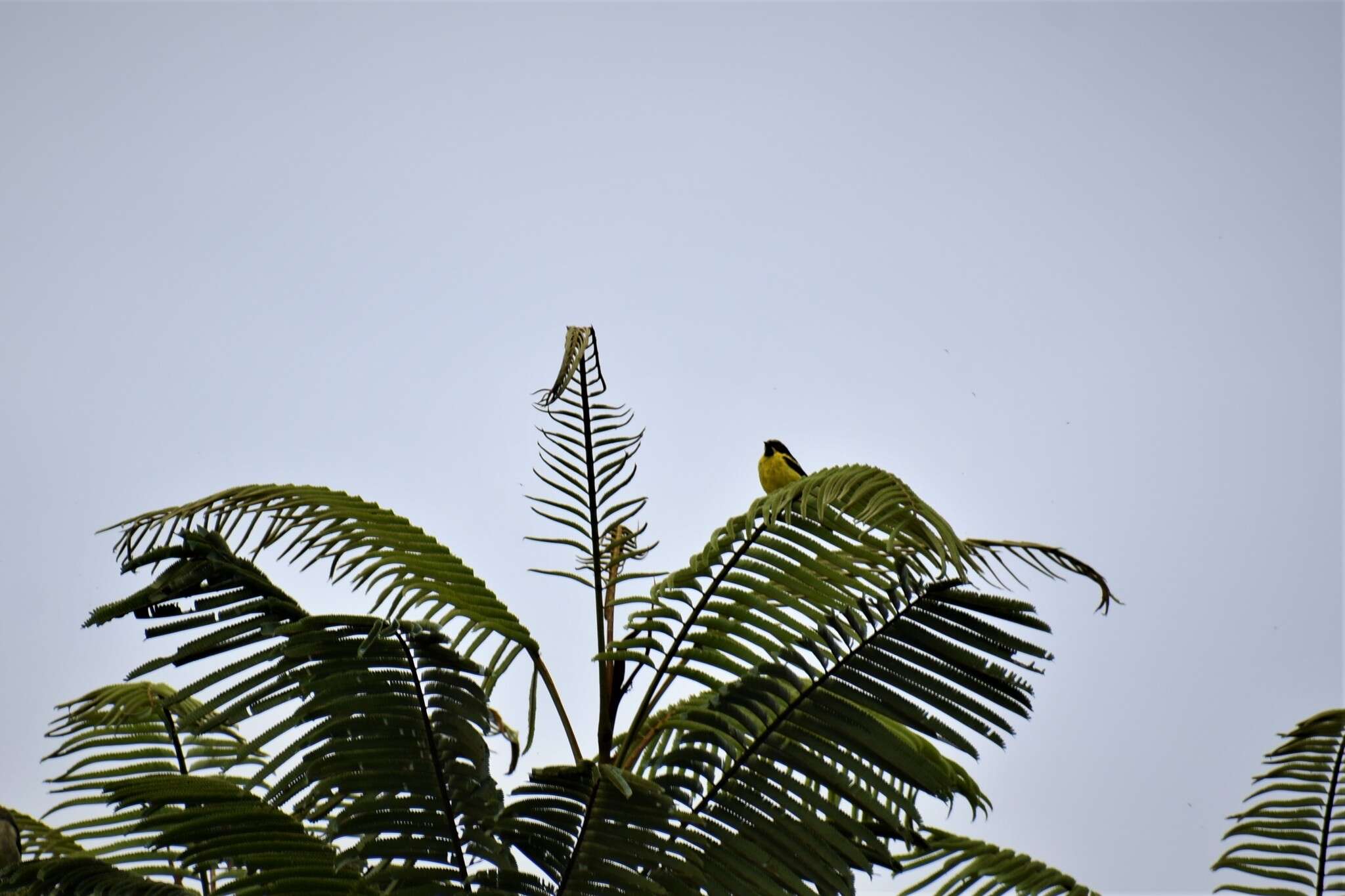 Image of Yellow-bellied Dacnis