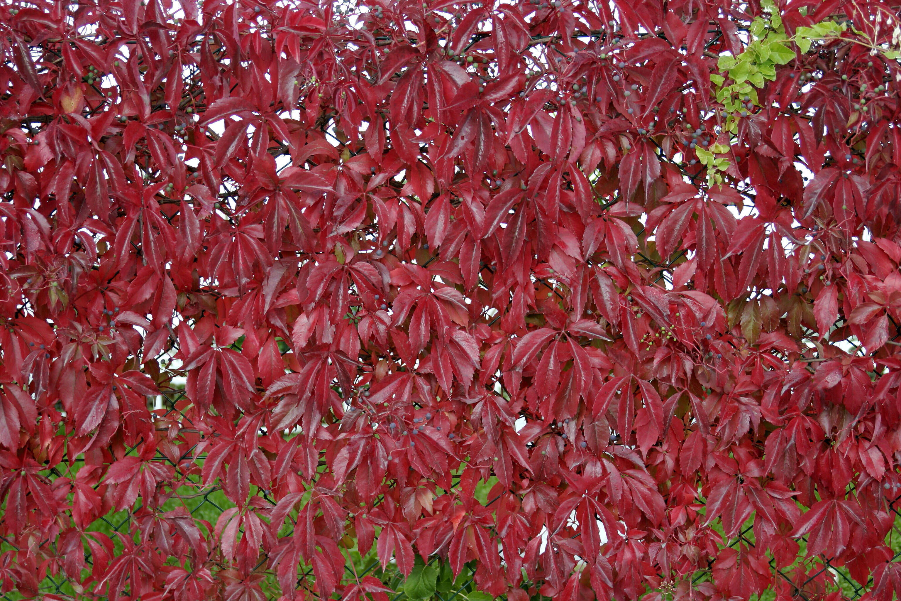 Image de vigne vierge vraie